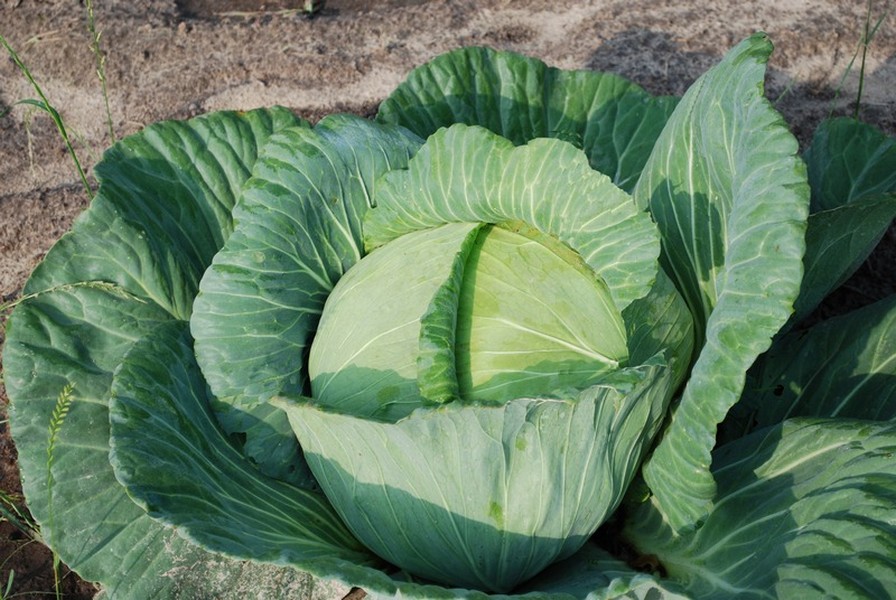 Growing a healthy cabbage