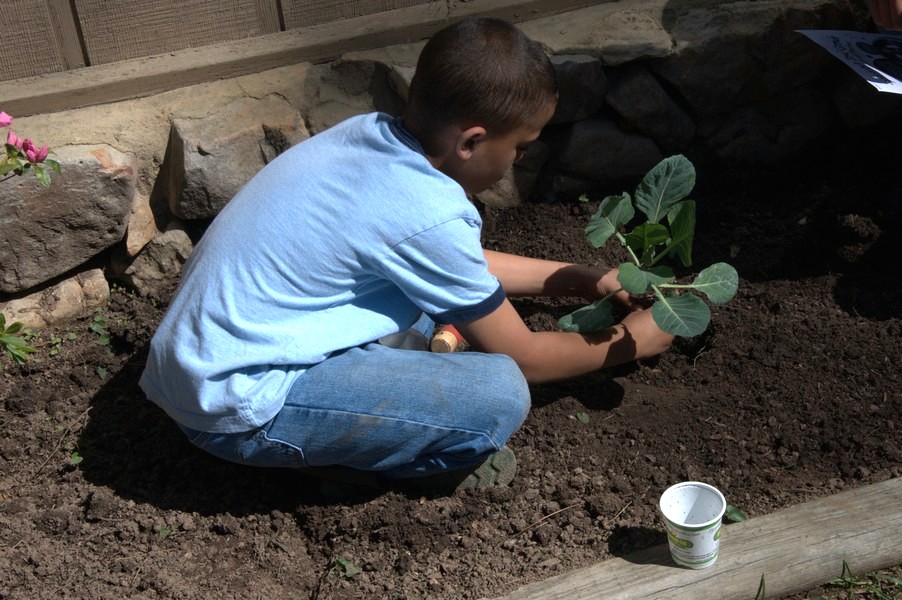 Planting Cabbage in the Soil