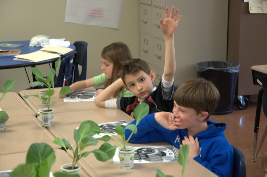 Student raising his hand about cabbage program