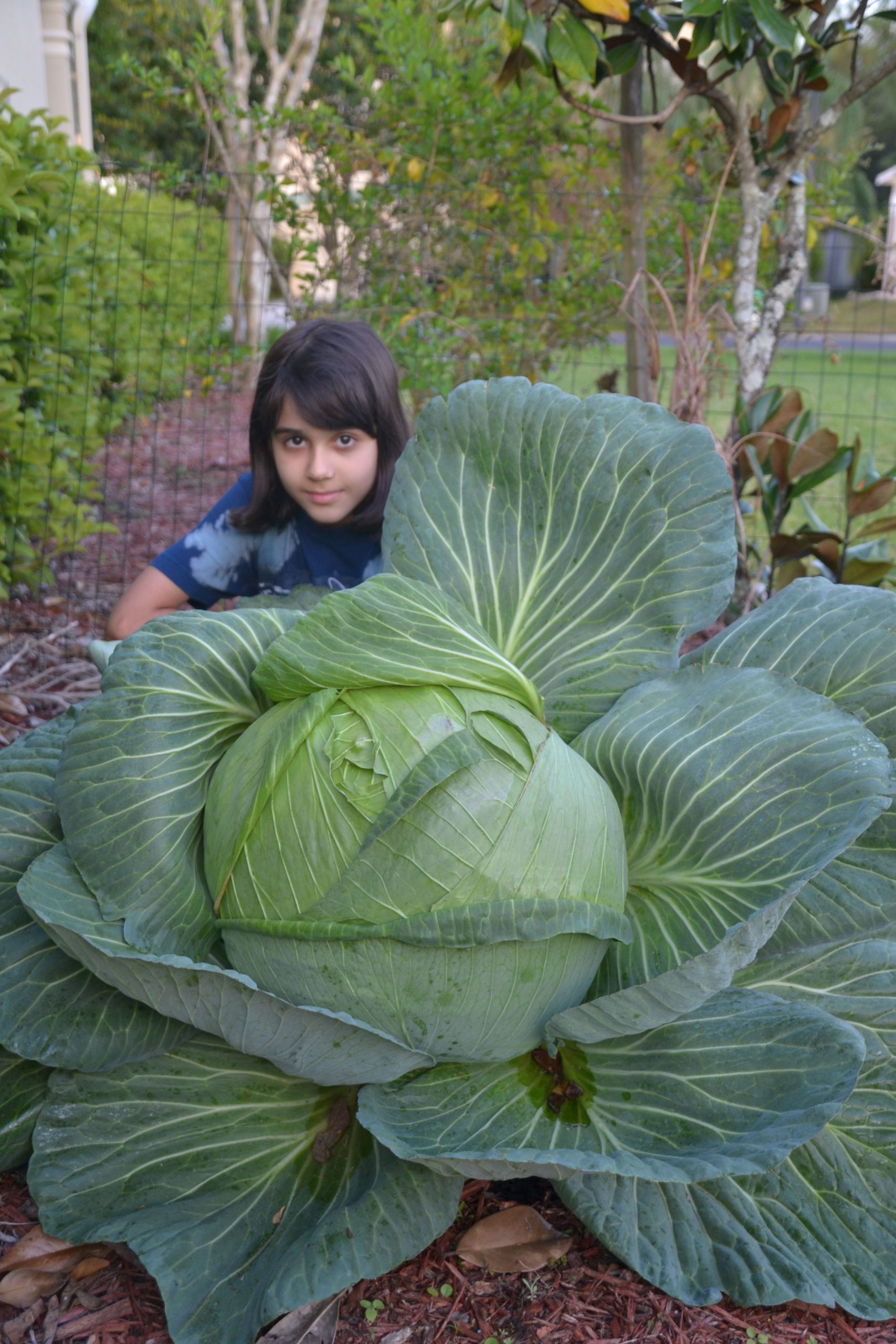 Recipes – Bonnie Plants Cabbage Program